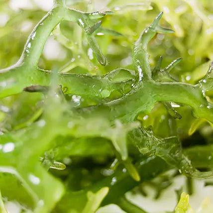 科研服务 海洋生物活性多糖检测(图3)