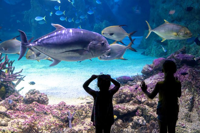 想要成为海洋生物学家？这三步一定要做(图3)