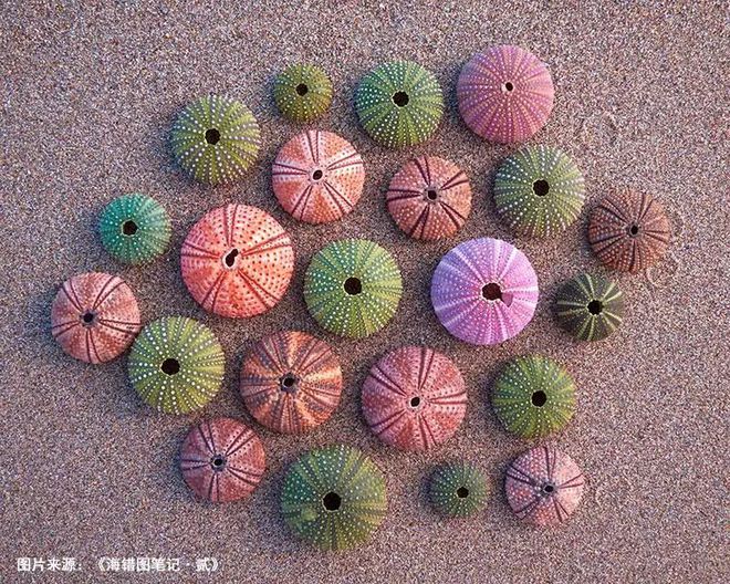 高晓松推荐的这本书网友竟说越看越饿(图2)