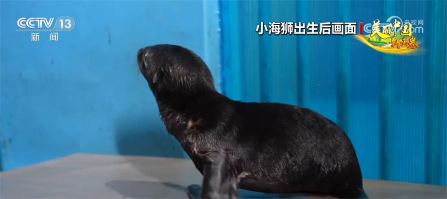 我国海洋生物多样性保护取得显著成效 部分珍稀物种频繁现身(图2)