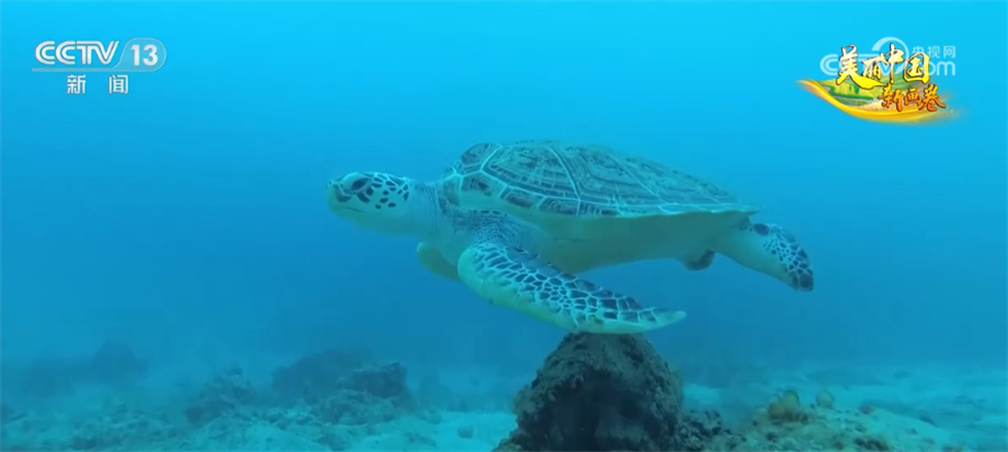 我国海洋生物多样性保护取得显著成效 部分珍稀物种频繁现身(图3)