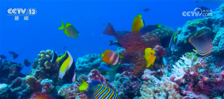我国海洋生物多样性保护取得显著成效 部分珍稀物种频繁现身(图5)