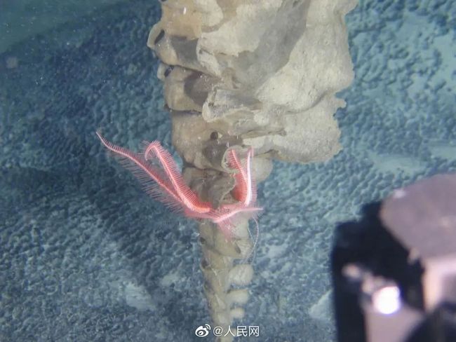 我国科学家命名的“派大星”入选2020年度“十大海洋新物种”名单(图4)
