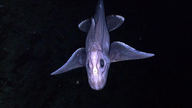新西兰海域发现百余种新海洋物种海洋生物普查再获突破(图2)