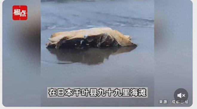 日本海洋生物现状 海水发黑发臭一海滩遍地鳗鱼尸体(图5)
