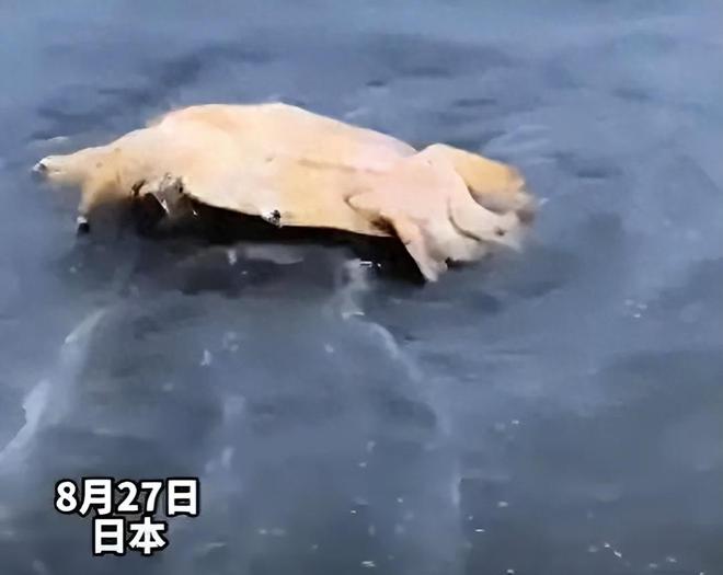 日本海洋生物现状 海水发黑发臭一海滩遍地鳗鱼尸体(图4)