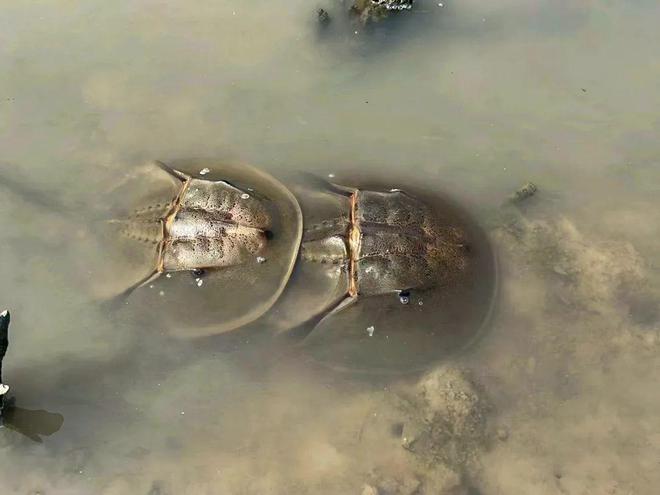 2024国际生物多样性日我们鲎会有期！(图6)
