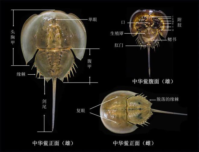 2024国际生物多样性日我们鲎会有期！(图5)