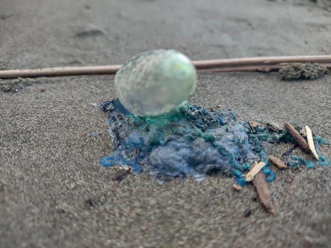 海洋科普︱它们是海洋中美丽又凶悍的舞者(图3)