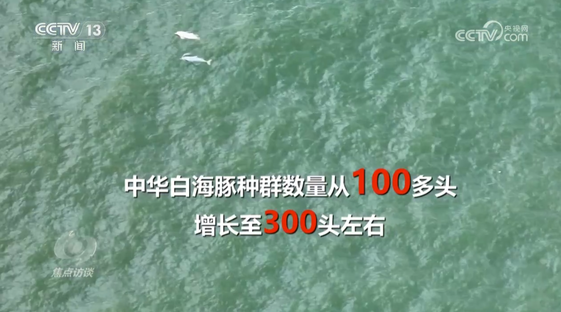 焦点访谈：守护蔚蓝 向海而兴(图5)