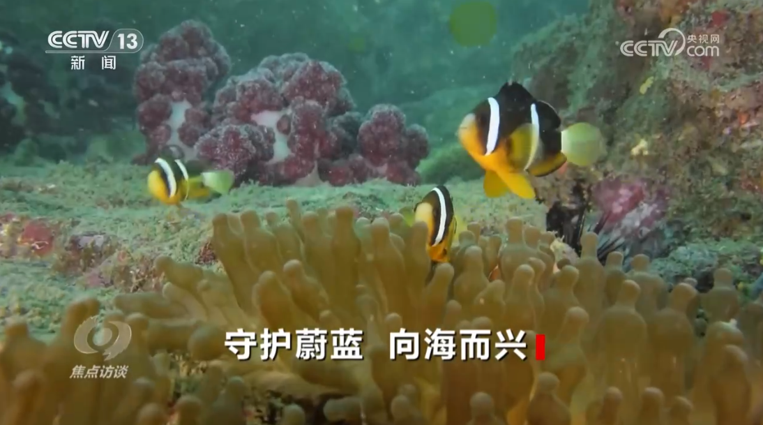焦点访谈：守护蔚蓝 向海而兴(图6)