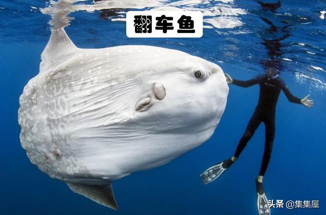 科学家在深海里发现的8种神秘而又怪异的生物(图3)