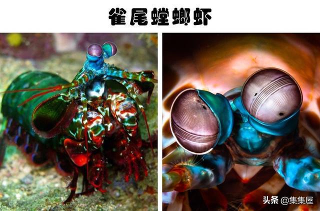 科学家在深海里发现的8种神秘而又怪异的生物(图2)