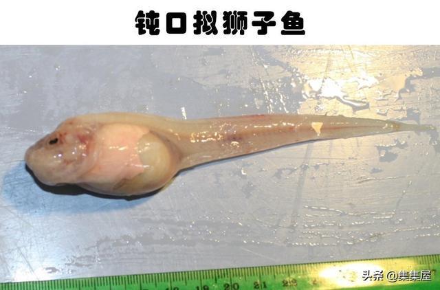 科学家在深海里发现的8种神秘而又怪异的生物(图4)