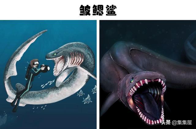 科学家在深海里发现的8种神秘而又怪异的生物(图7)
