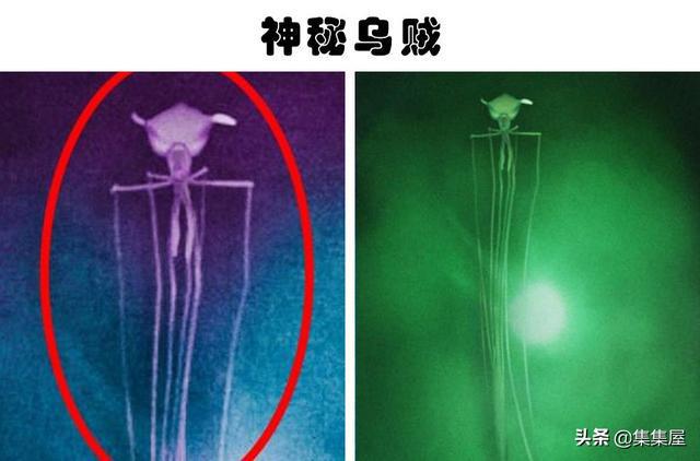 科学家在深海里发现的8种神秘而又怪异的生物(图5)