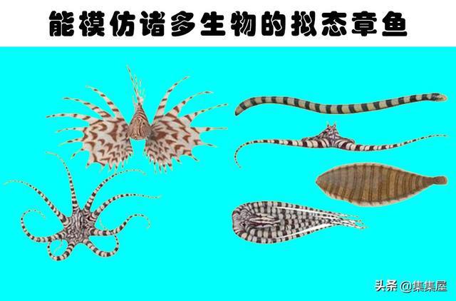 科学家在深海里发现的8种神秘而又怪异的生物(图6)