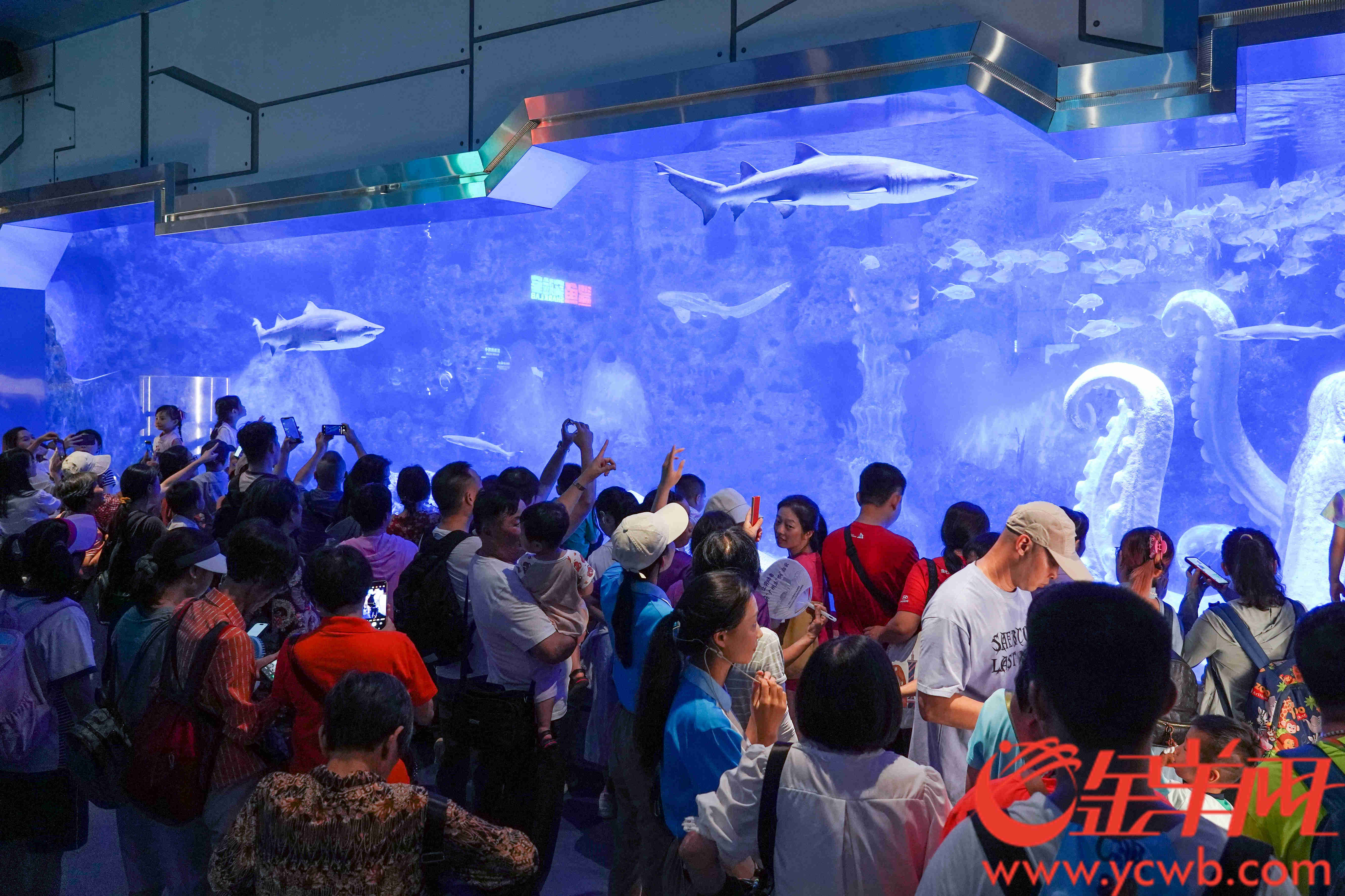 广州海洋馆焕新回归！6月25日开启“深海探险”之旅(图3)
