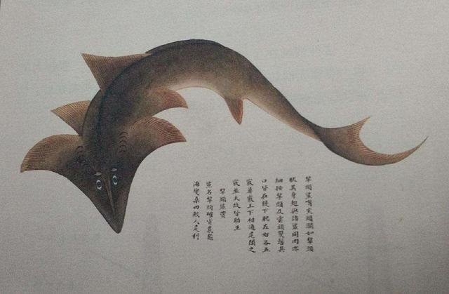 他300年前画的海洋生物图鉴堪称古代版的“海底总动员”(图3)