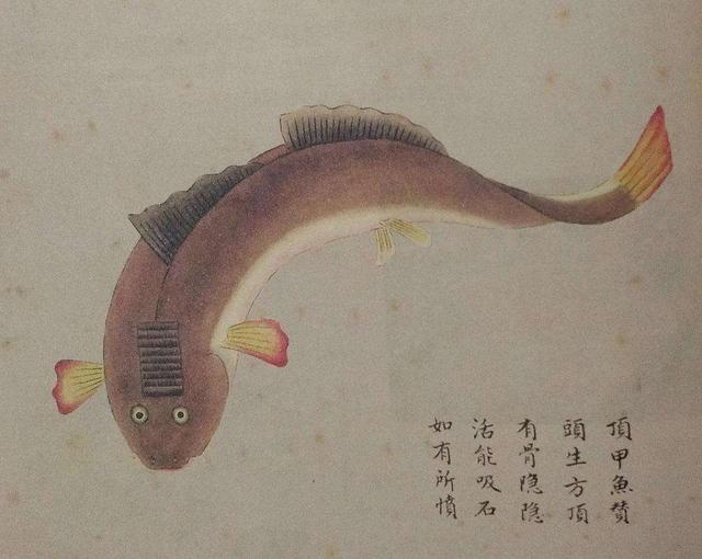 他300年前画的海洋生物图鉴堪称古代版的“海底总动员”(图6)