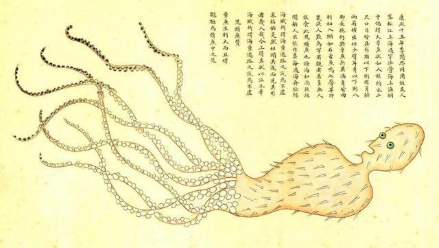 他300年前画的海洋生物图鉴堪称古代版的“海底总动员”(图5)