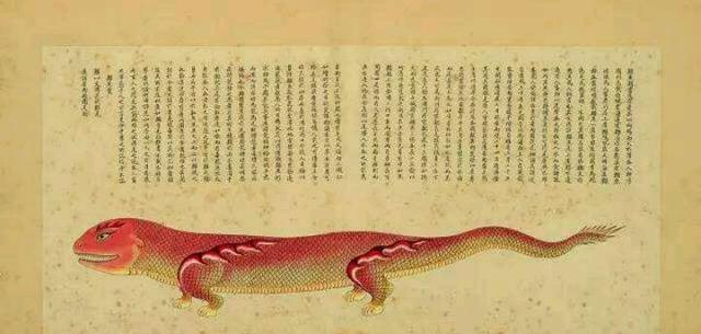 他300年前画的海洋生物图鉴堪称古代版的“海底总动员”(图9)
