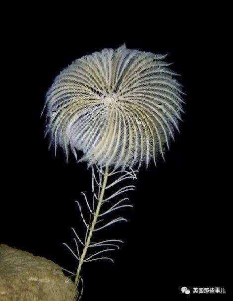 科学家在南极发现有20只触手“海怪”这史前生物般的诡异画风啊(图3)