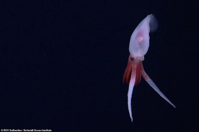地球上的“外星生物”？科学家在海底发现20个“类外星”物种(图2)