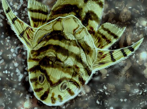 速看！6亿年前的古生代海洋生物图鉴（下）(图6)