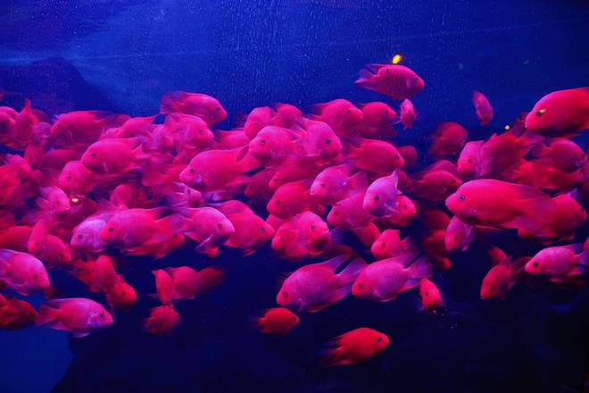 徐州欧乐堡海洋极地世界近距离接触海洋生物是研学游的好去处(图2)