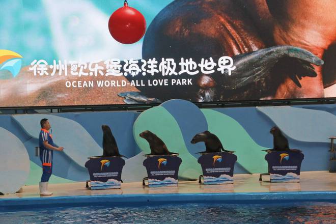徐州欧乐堡海洋极地世界近距离接触海洋生物是研学游的好去处(图8)
