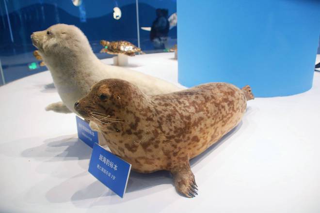 徐州欧乐堡海洋极地世界近距离接触海洋生物是研学游的好去处(图10)