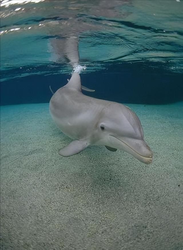 圭亚那海豚生活在南美洲的淡水海豚因其粉红色皮肤而备受瞩目(图10)