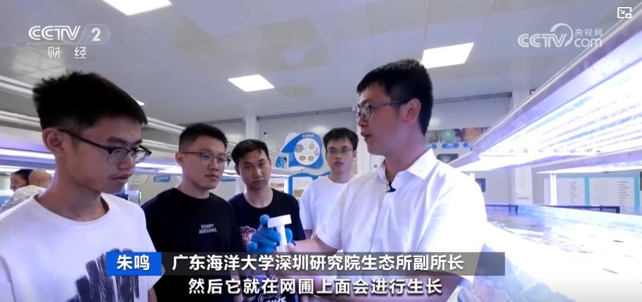 山清水秀看中国丨海底“植树造林”守护一片蔚蓝 呵护山林万物绘就“只此青绿”(图3)