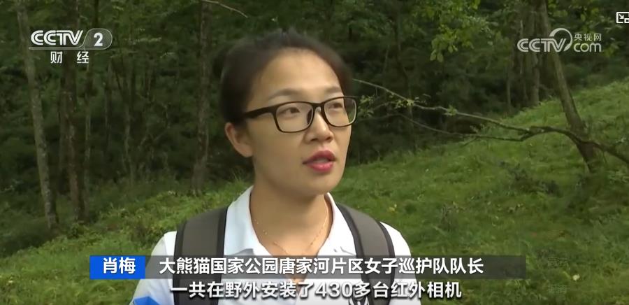山清水秀看中国丨海底“植树造林”守护一片蔚蓝 呵护山林万物绘就“只此青绿”(图5)