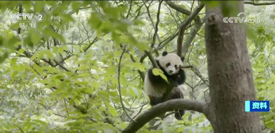 山清水秀看中国丨海底“植树造林”守护一片蔚蓝 呵护山林万物绘就“只此青绿”(图7)
