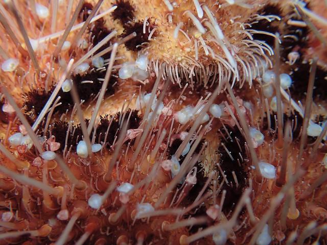 海洋生物学家在南非发现鼬眼蛤新物种(图2)