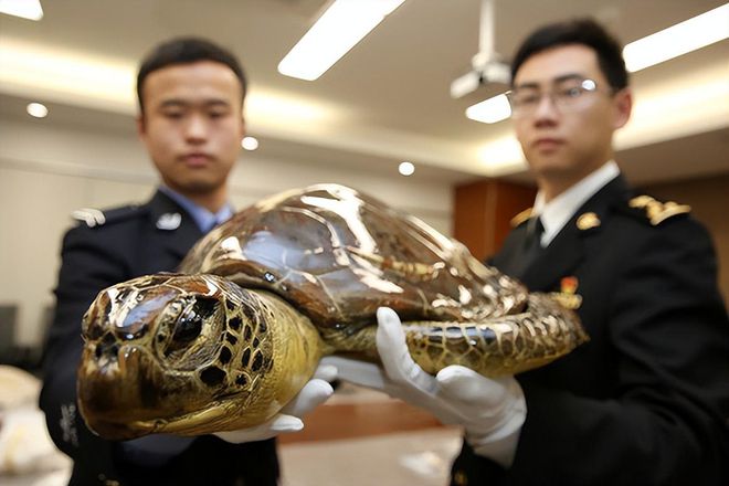 2023年南京海关查获砗磲制的“大白菜”价值连城太刑了！(图13)