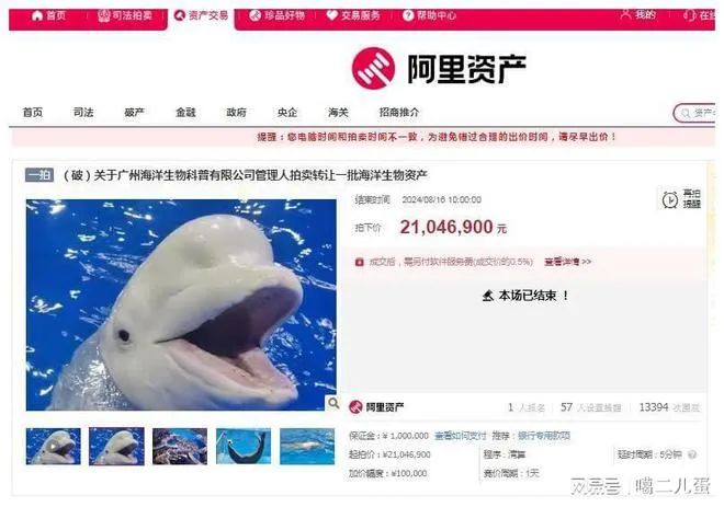 广州一公司破产26只海洋动物被拍卖！包括3头海豚、6只海豹、2头白鲸……成交价超2000万元(图4)