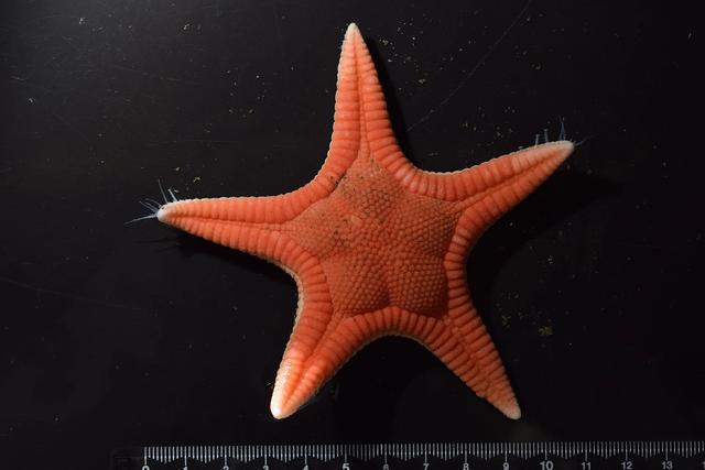 日本发现海星新物种 这是50多年来的首次(图2)