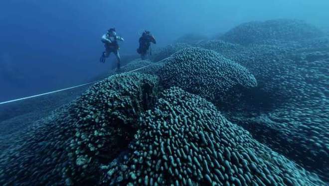世界最大单体珊瑚被发现体积达5000立方米有近10亿只珊瑚虫(图2)