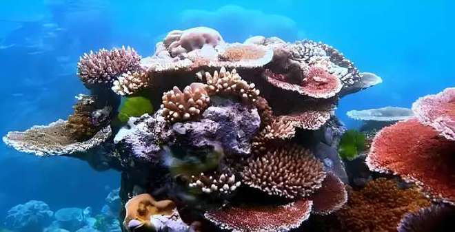 世界最大单体珊瑚被发现体积达5000立方米有近10亿只珊瑚虫(图5)