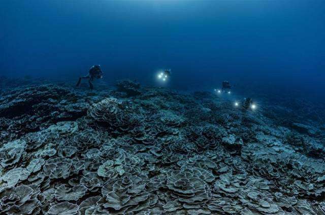 世界最大单体珊瑚被发现体积达5000立方米有近10亿只珊瑚虫(图9)