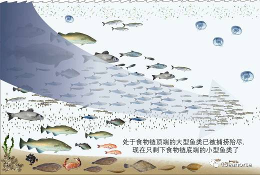 世界海洋日科普：8个你可能不知道的知识点(图8)