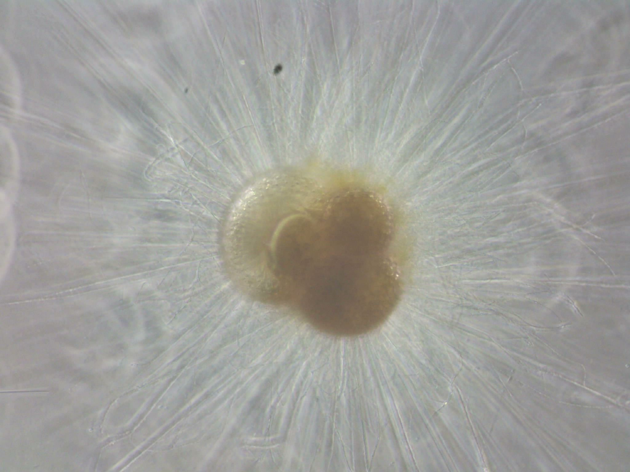 布里斯托尔大学：研究显示浮游生物无法适应全球迅速变暖(图3)