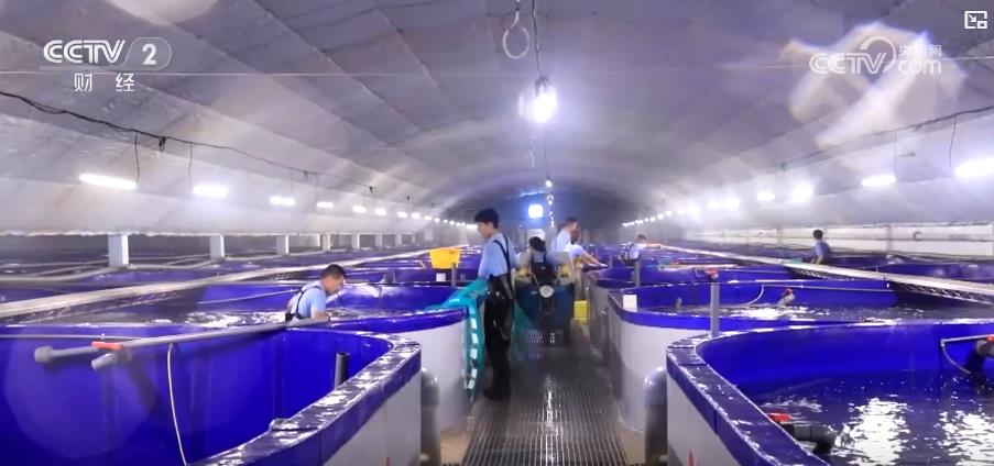 耕海牧渔 多地海产品迎来丰收(图2)