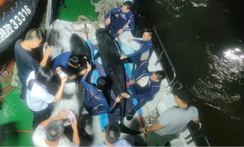 近三年浙江放流珍稀濒危水生动物45000余尾(图2)