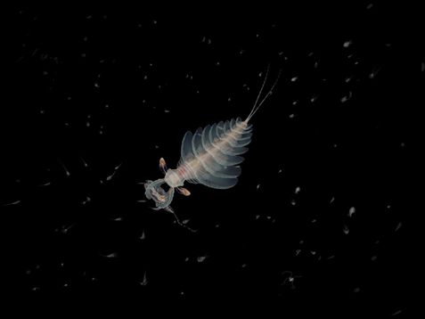 速看！6亿年前的古生代海洋生物图鉴（上）(图2)