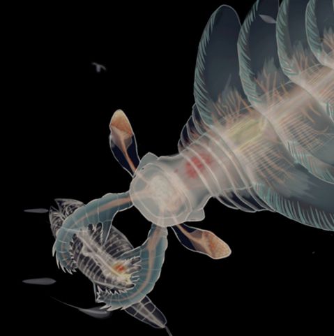 速看！6亿年前的古生代海洋生物图鉴（上）(图3)