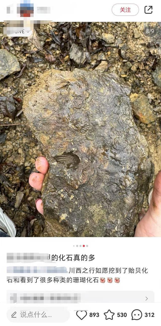 绵阳北川惊现满山化石？别急随便挖可能触犯法律！ 封面头条(图12)